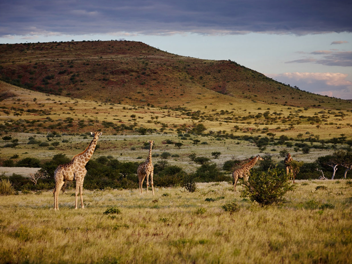 Etendeka Reserve: Giraffes at dusk